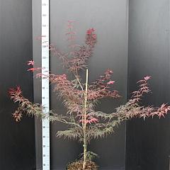 Acer pal. 'Garnet'