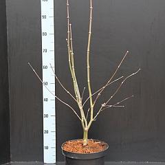 Acer pal. 'Osakazuki'