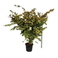 Acer pal. 'Osakazuki'