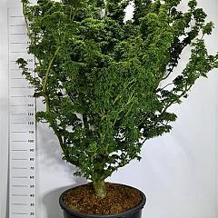 Acer pal. 'Shishigashira'