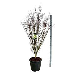 Acer pal. 'Silhouette' PBR