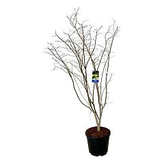 Acer pseudosieboldianum 'Arctic Jade'®