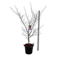 Acer pseudosieboldianum 'North Wind'®