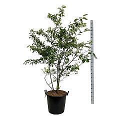 Amelanchier lamarckii