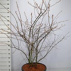 Amelanchier lamarckii