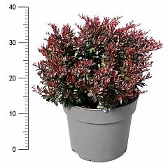 Berberis thunb. 'Bagatelle'