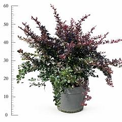 Berberis thunb. 'Dart's Red Lady'