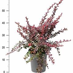 Berberis thunb. 'Rose Glow'