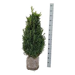 Buxus sempervirens