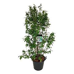 Callicarpa bodinieri 'Profusion'