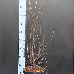 Calycanthus floridus