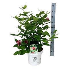 Calycanthus floridus 'Aphrodite'