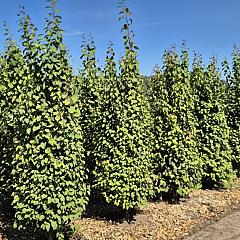 Cercidiphyllum japonicum
