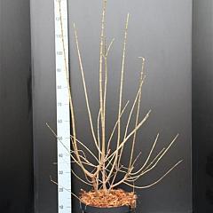 Chimonanthus praecox