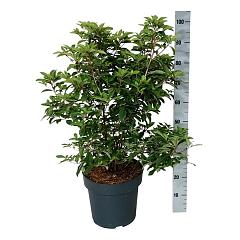 Clethra barbinervis