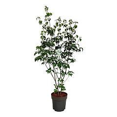 Cornus kousa 'Milky Way'
