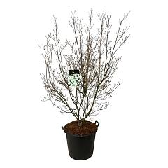 Cornus kousa 'Milky Way'