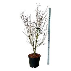 Cornus kousa 'Teutonia'