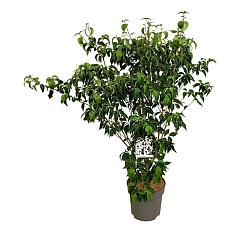 Cornus kousa 'Weisse Fontaine'