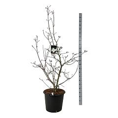 Cornus 'KN-30-8 Venus'(r)