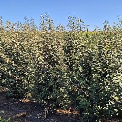 Elaeagnus ebbingei