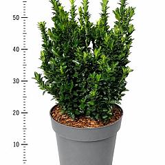 Euonymus jap. 'Green Spire'