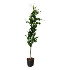 Fagus syl. 'Dawyck Gold'