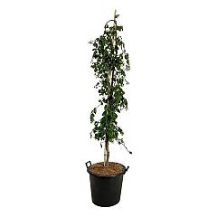 Fagus syl. 'Pendula'