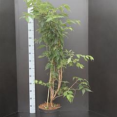 Heptacodium miconioides