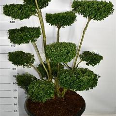 Ilex crenata 'Ellipta Convex'