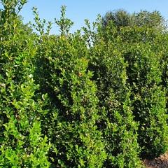 Ilex meserv. Blue Maid