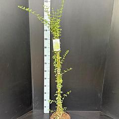 Jasminum nudiflorum