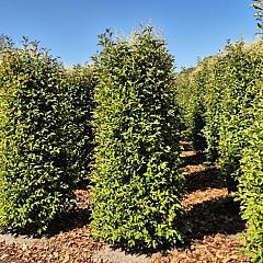 Ligustrum lucidum 'Green Screen'®