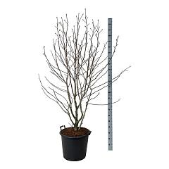 Magnolia loebneri 'Wildcat'