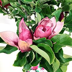Magnolia 'March Till Frost'