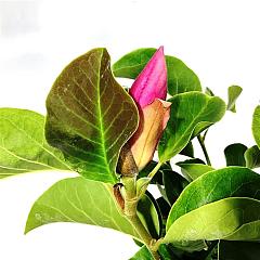 Magnolia 'Red as Red'