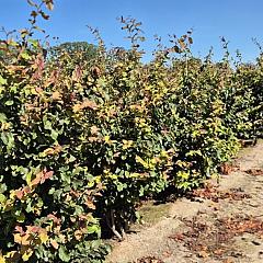 Parrotia persica 'Vanessa'