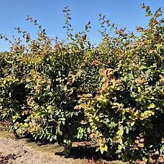 Parrotia persica 'Vanessa'