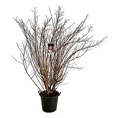 Physocarpus opulif. 'Diabolo'