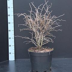 Prunus incisa 'Kojou-no-mai'