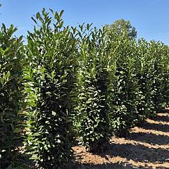 Prunus l. 'Elly'