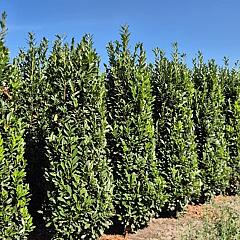 Prunus l. 'Elly'