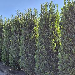 Prunus l. 'Elly'
