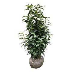 Prunus l. 'Genolia'(R)