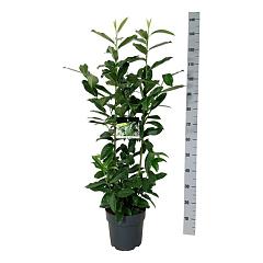 Prunus l. 'Genolia'(R)