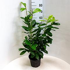 Prunus l. 'Novita'