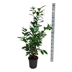 Prunus l. 'Novita'