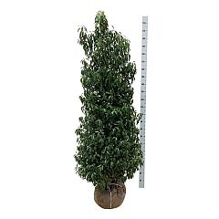 Prunus lusitanica 'Angustifolia'
