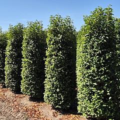 Prunus lusitanica 'Angustifolia'