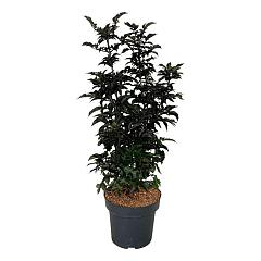 Sambucus nigra 'Black Tower'